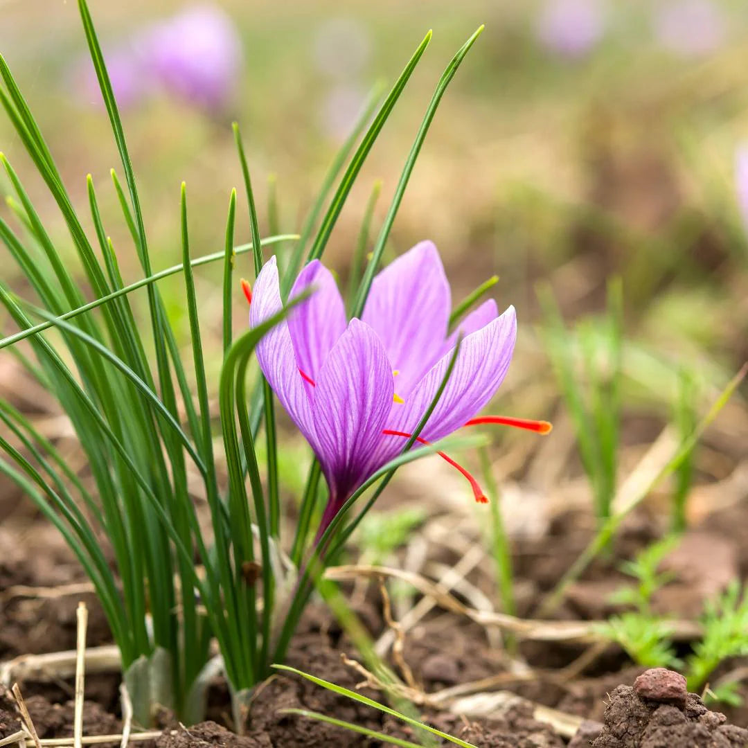 Kashmiri Saffron (Kesar) Bulbs 100