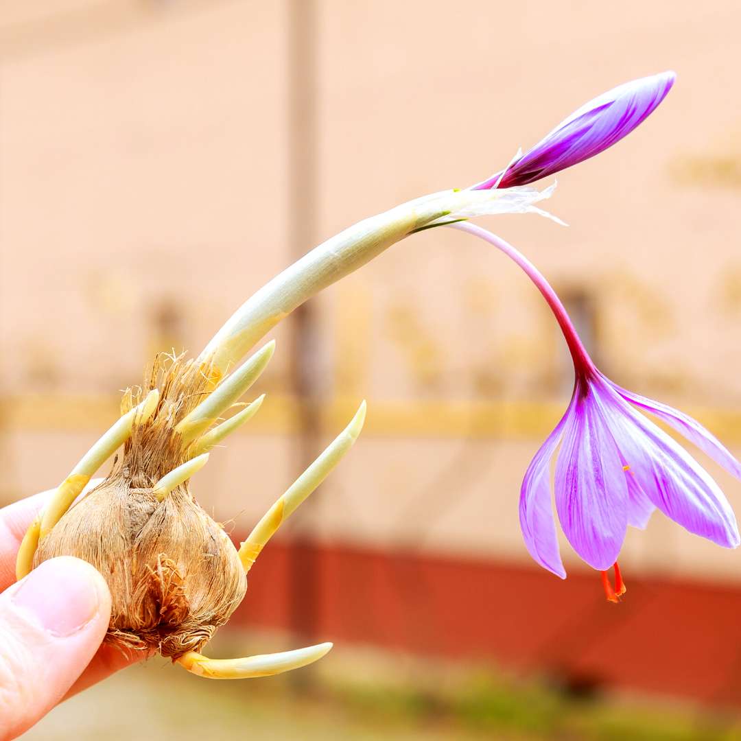 Kashmiri Saffron (Kesar) Bulbs 100