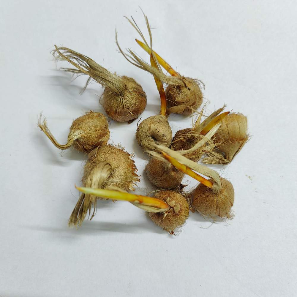 Kashmiri Saffron (Kesar) Bulbs 100